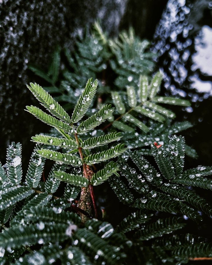 Rain Drops.
