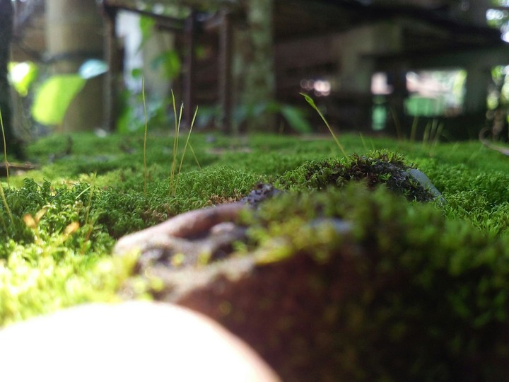 grass