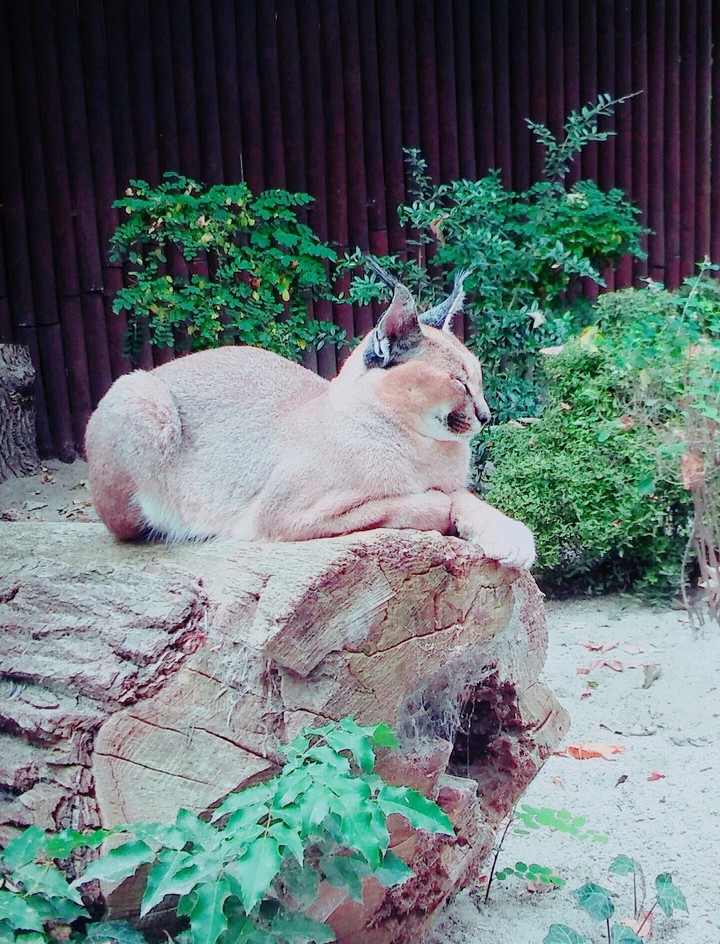 Zoo
