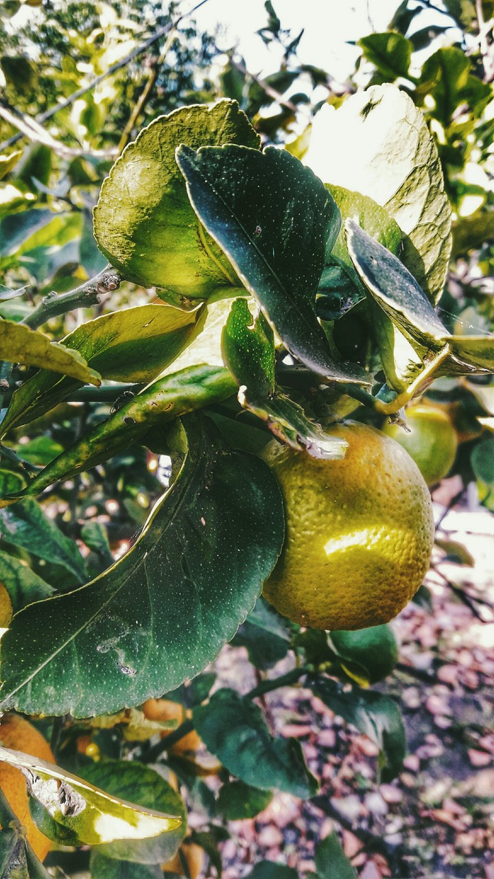 the lemon