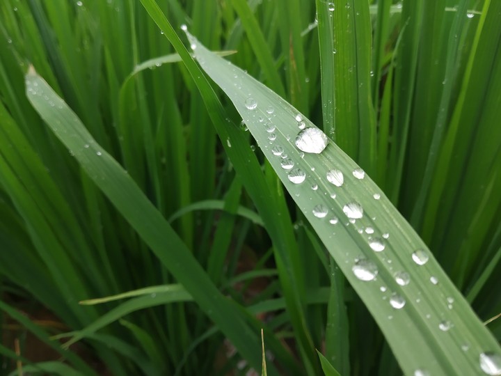 raindrops