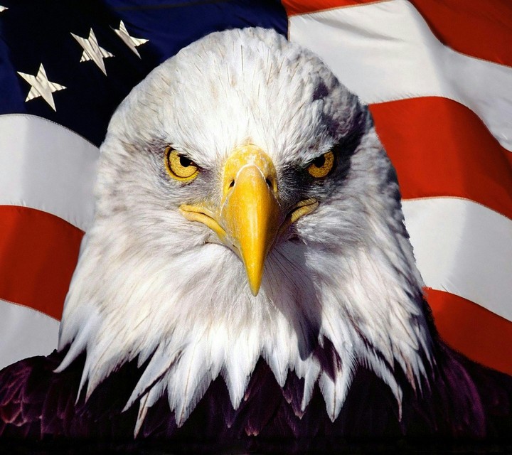 eagle