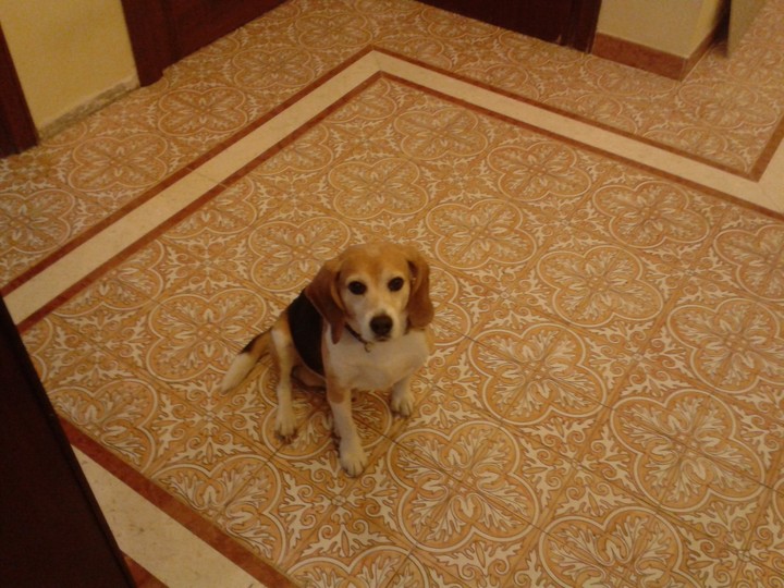 Amore di casa
