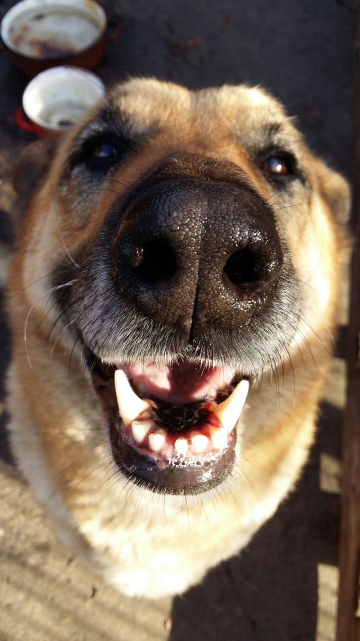 German Shepherd