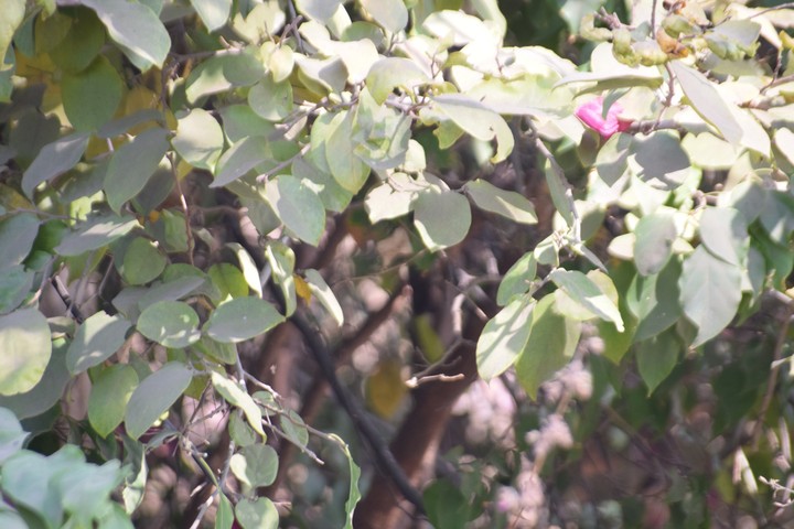 flower and Leaf