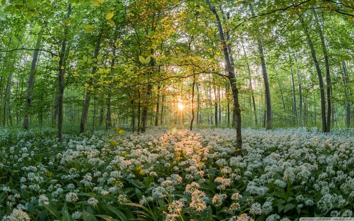 Forest in the Spring
