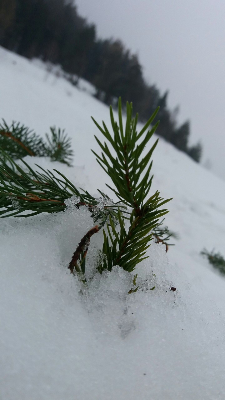 Snow tree