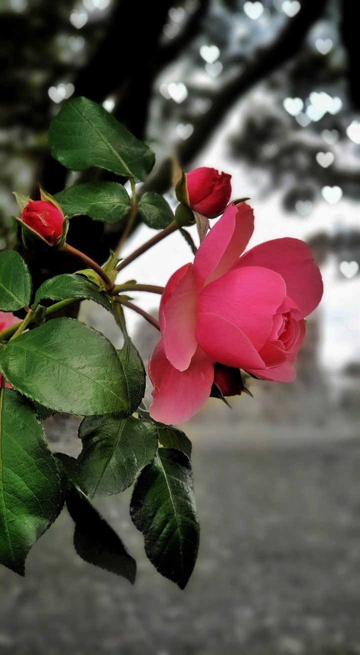 Rose