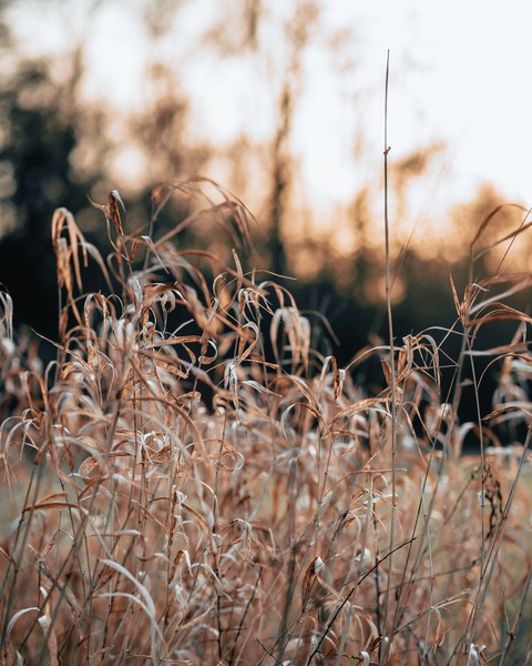 sunset field
