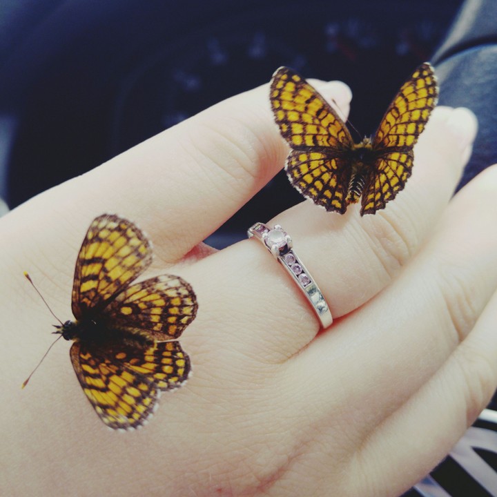butterflies