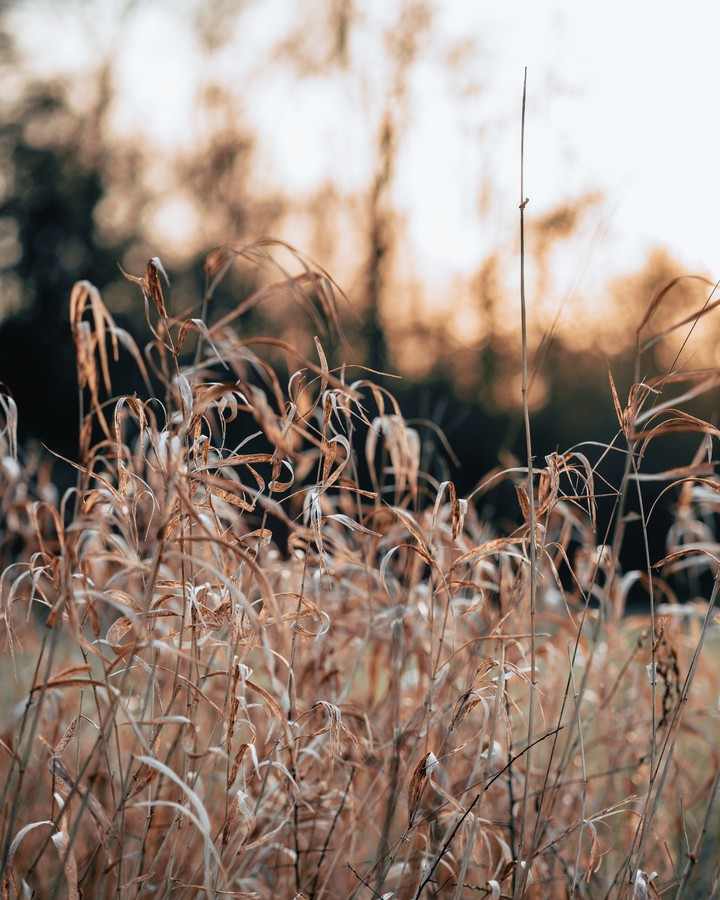 sunset field