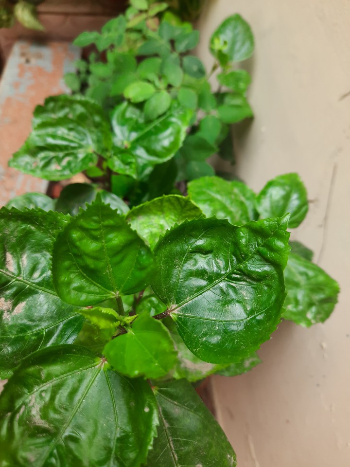 green leaves