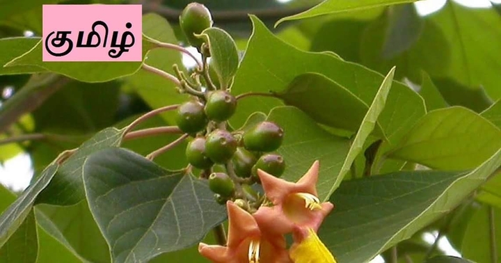 குமிழ் மரம்