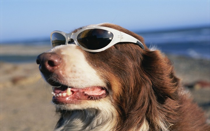 dogstyle