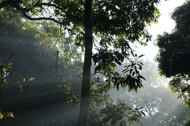 nature through nature