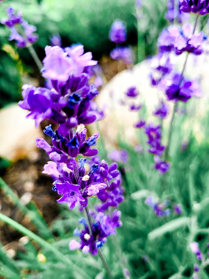 lavender