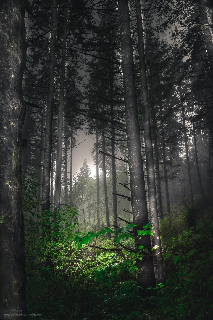 Forest