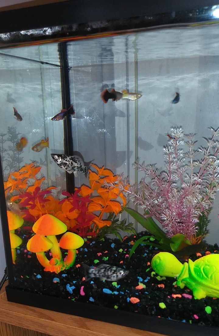 MY FISH