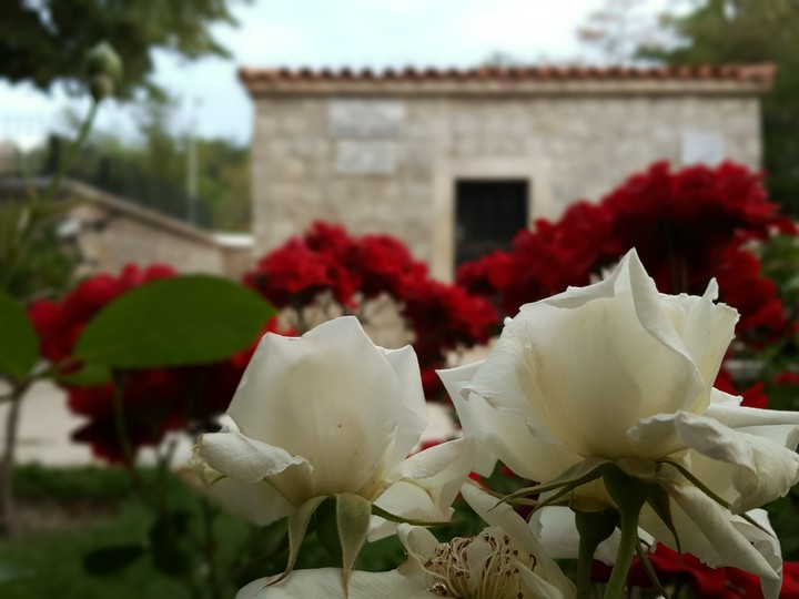 gül