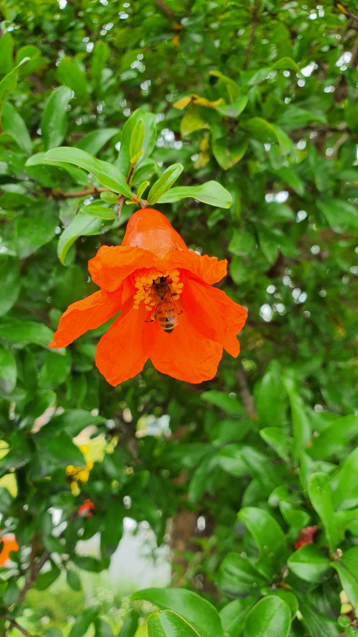 pomegranate flower and bee