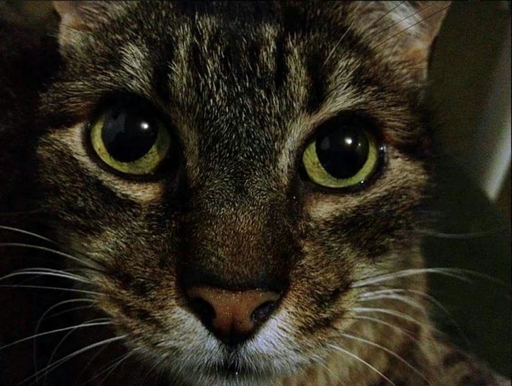 Gato