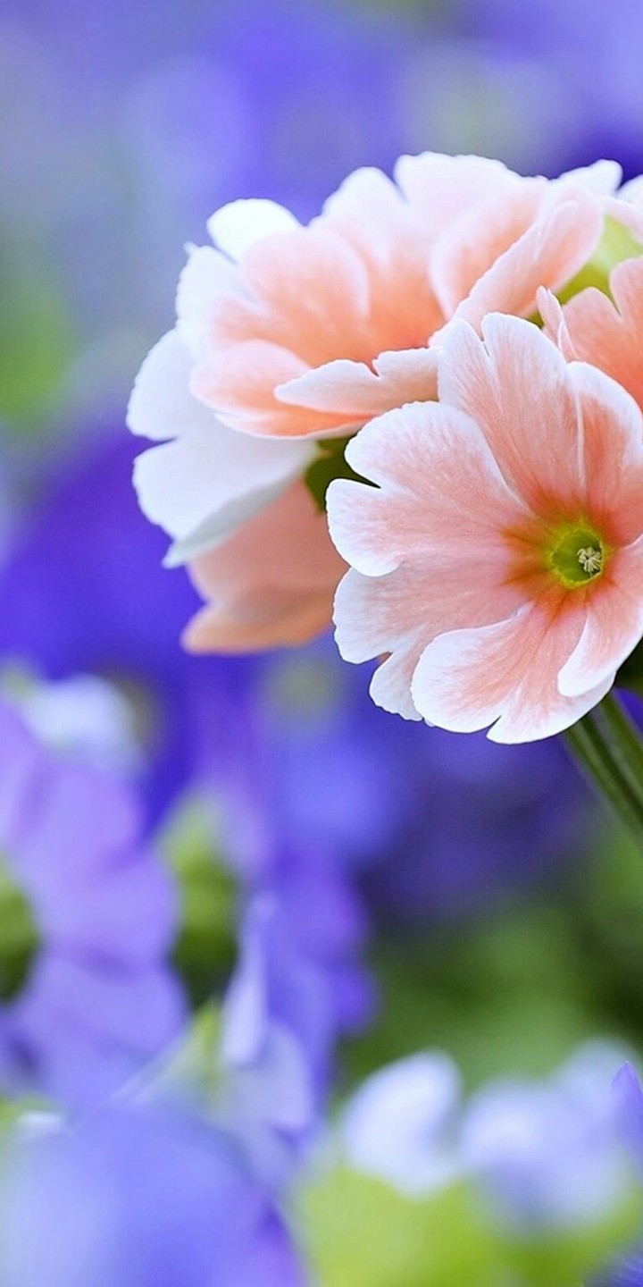 Pinky