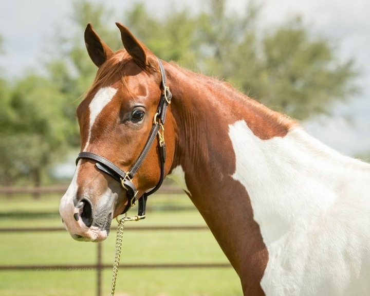 All The Pretty Horses 6