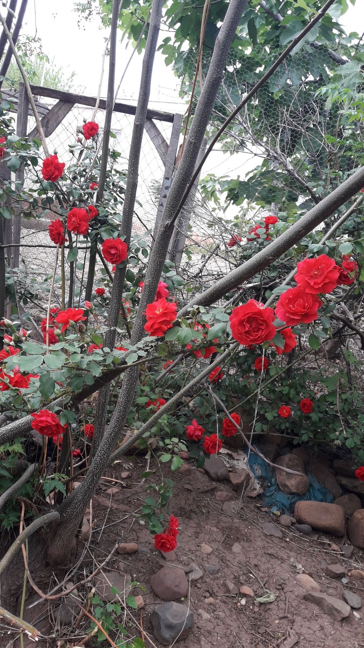 Bahçemden bir köşe
