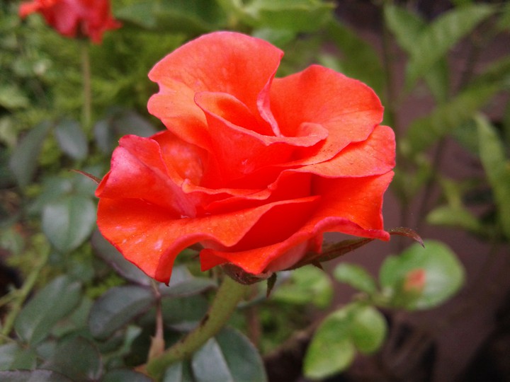 peach rose natue's gift.