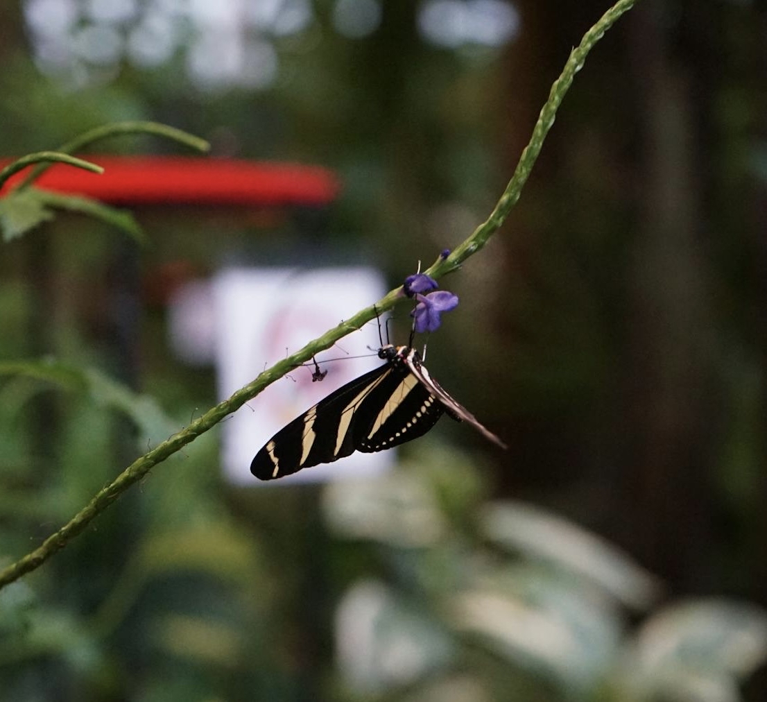 sfondi arthropod, lepidoptera