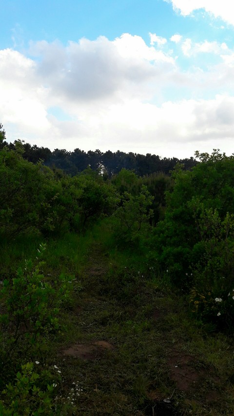 trees