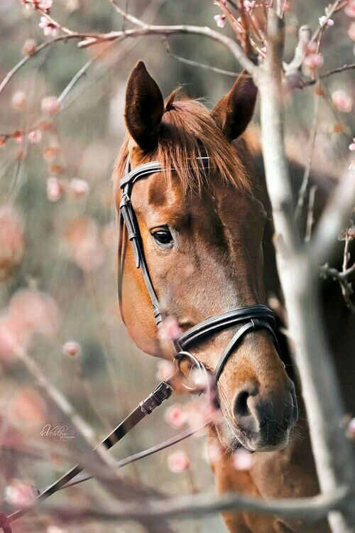horses