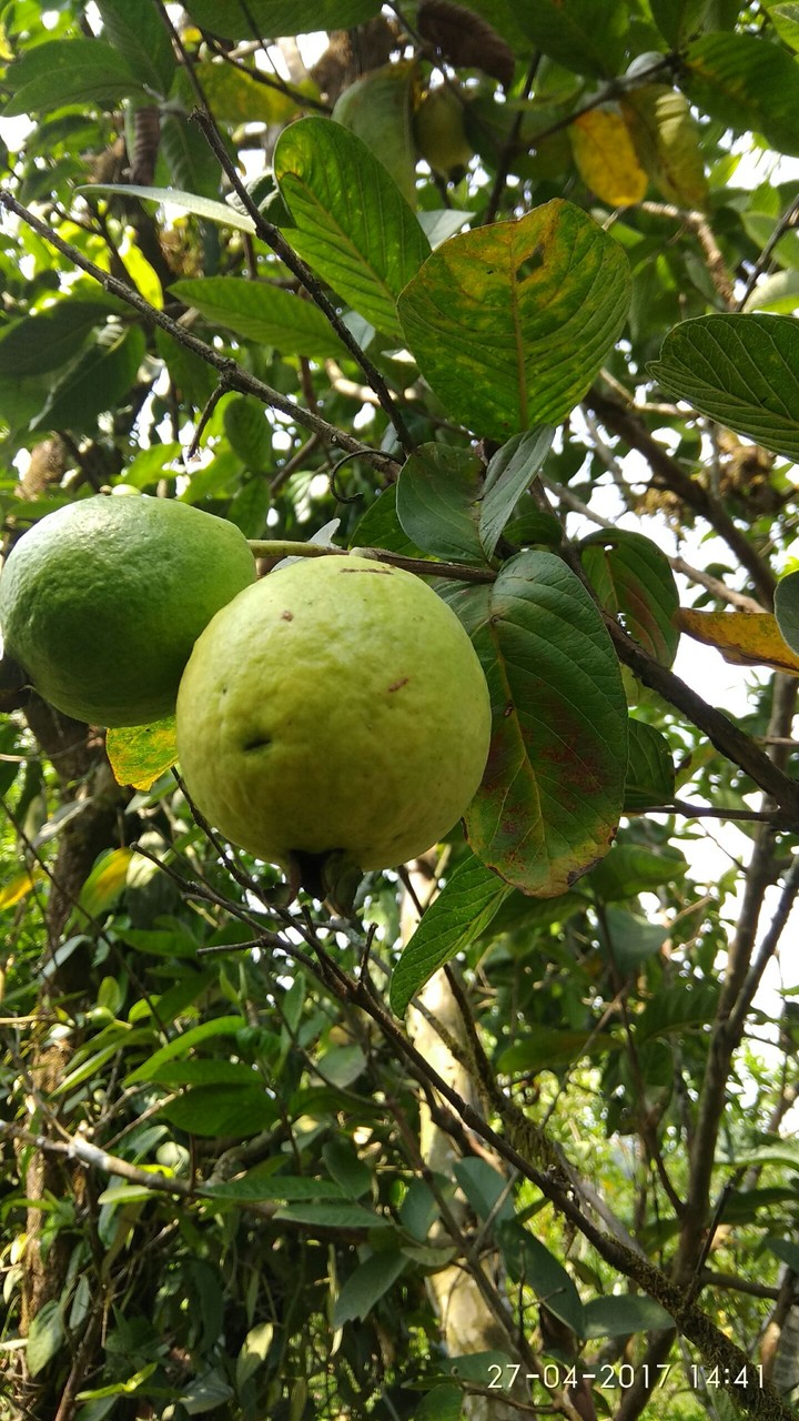 fruit_guava
