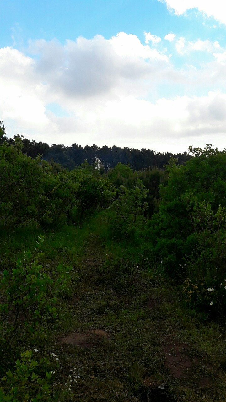 trees