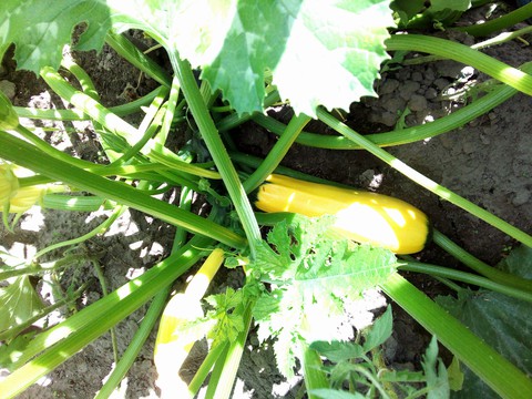 fonds d'écran plant, food