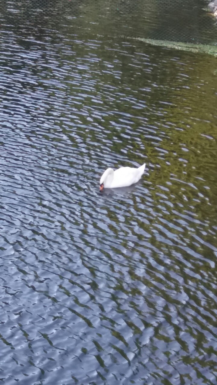Swan