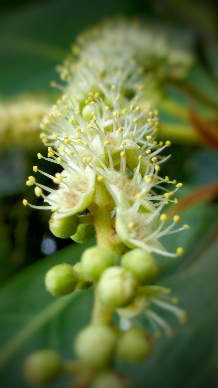nature flowers