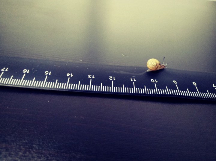 snail in the ruler