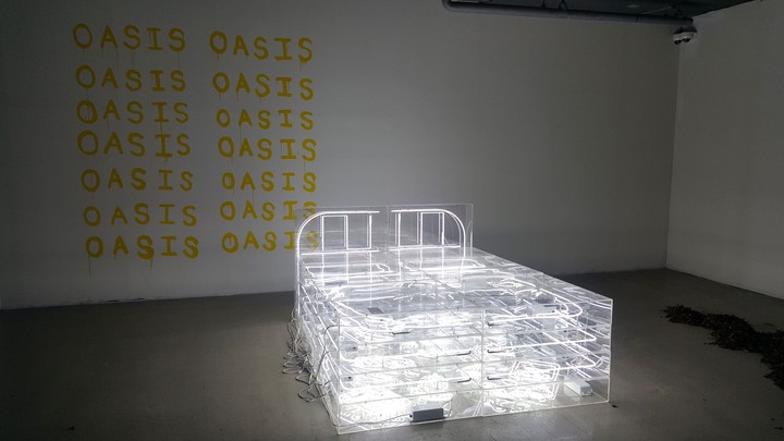 Oasis