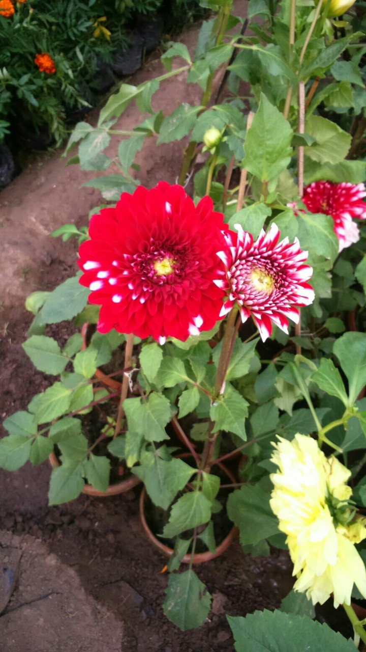 Flowers