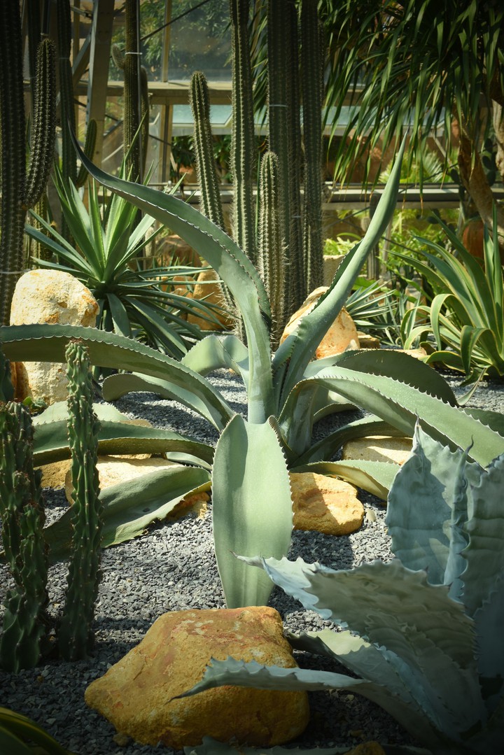 cactus