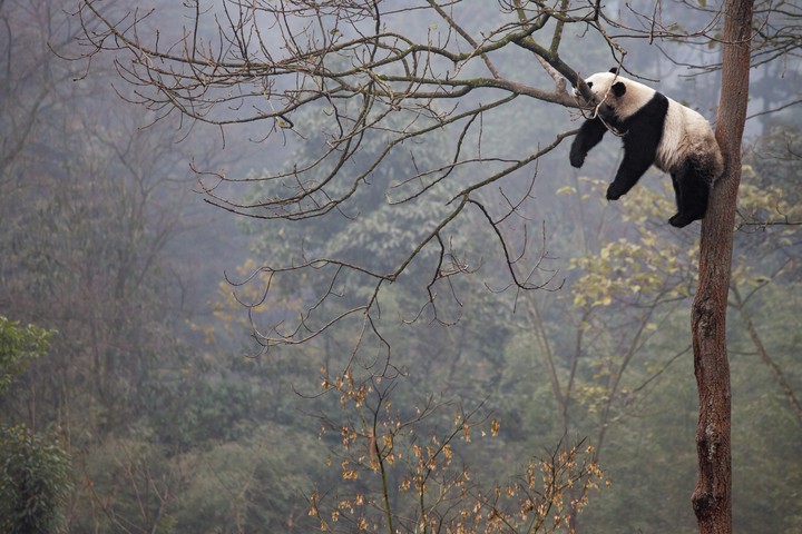 Lazy Panda Day