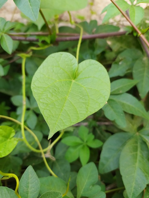 Green Leaf