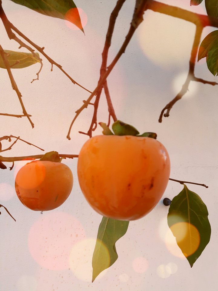 Persimmon