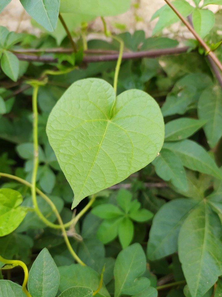 Green Leaf