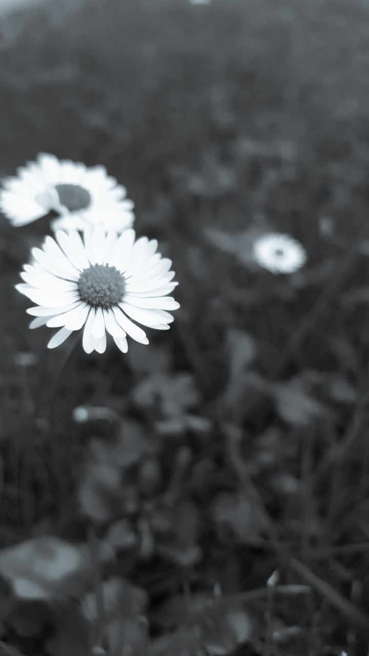 Daisy