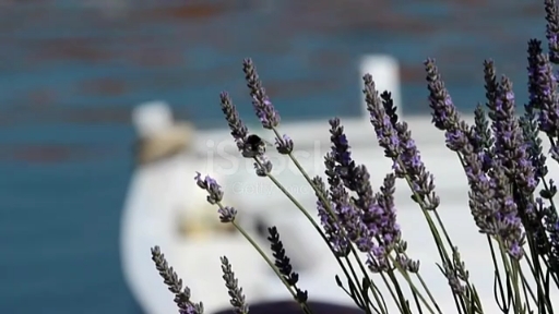 lavender