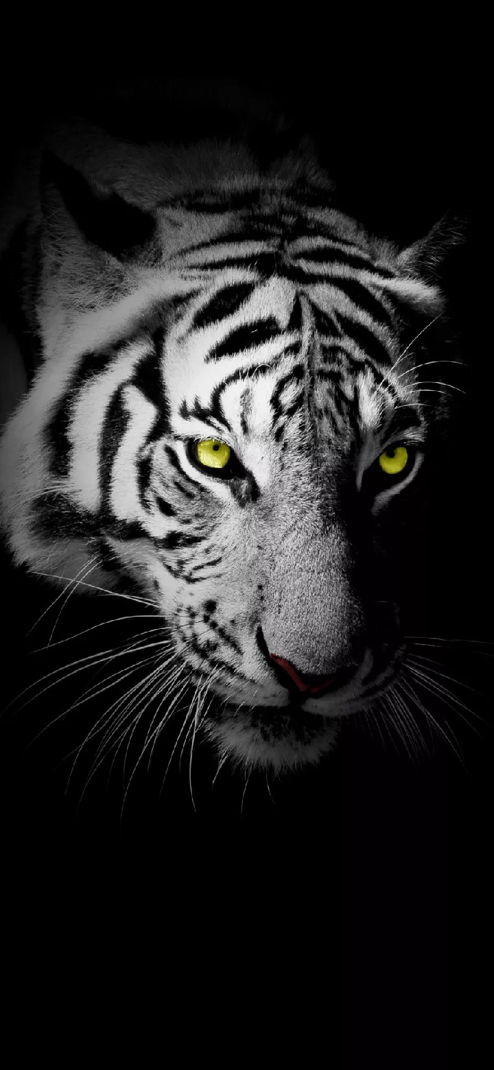 tiger