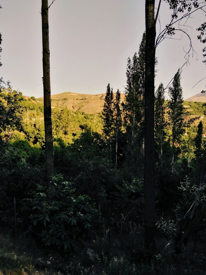 LAVASAN