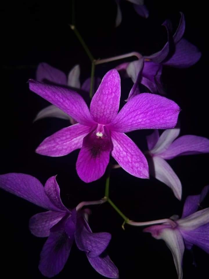 lan flower
